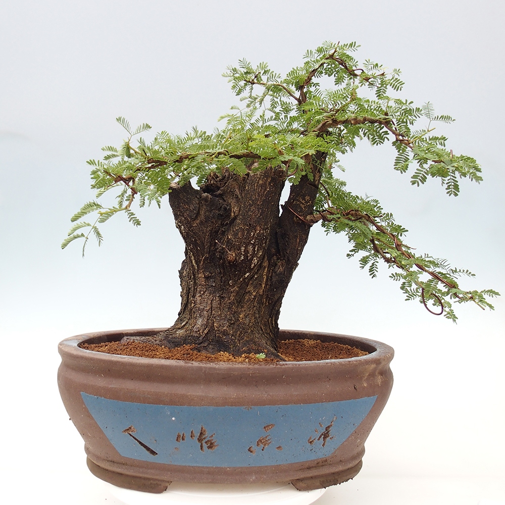 Pokojová bonsai - Akacia Arabica