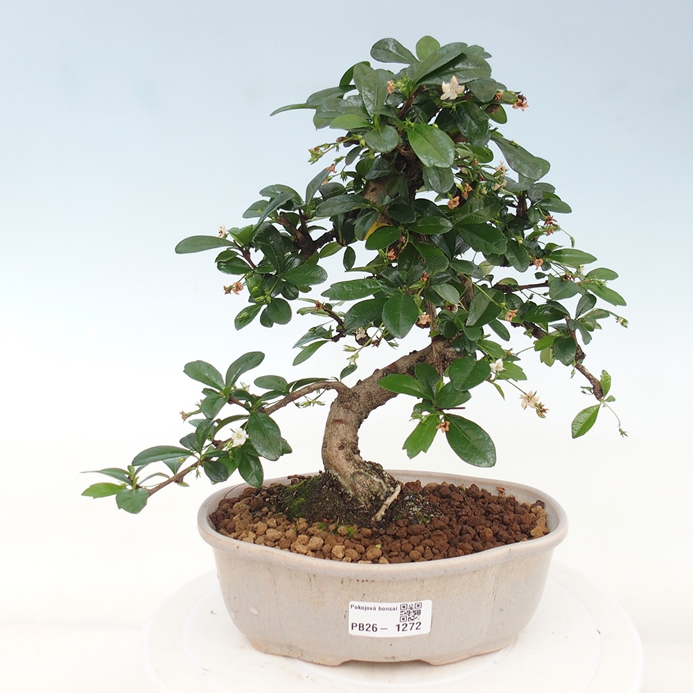Pokojová bonsai - Carmona macrophylla - Čaj fuki