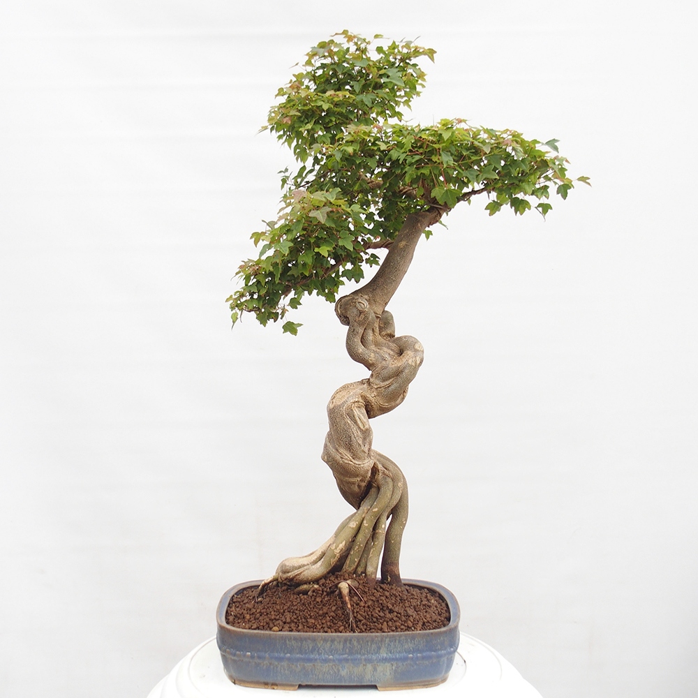 Venkovní bonsai - Acer Buergerianum - Javor Burgerův
