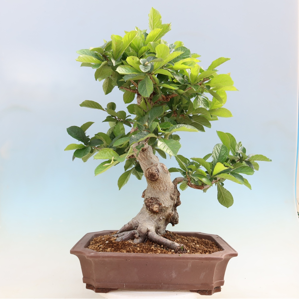 Venkovní bonsai - Blýskalka chlupatá - Photinia villosa