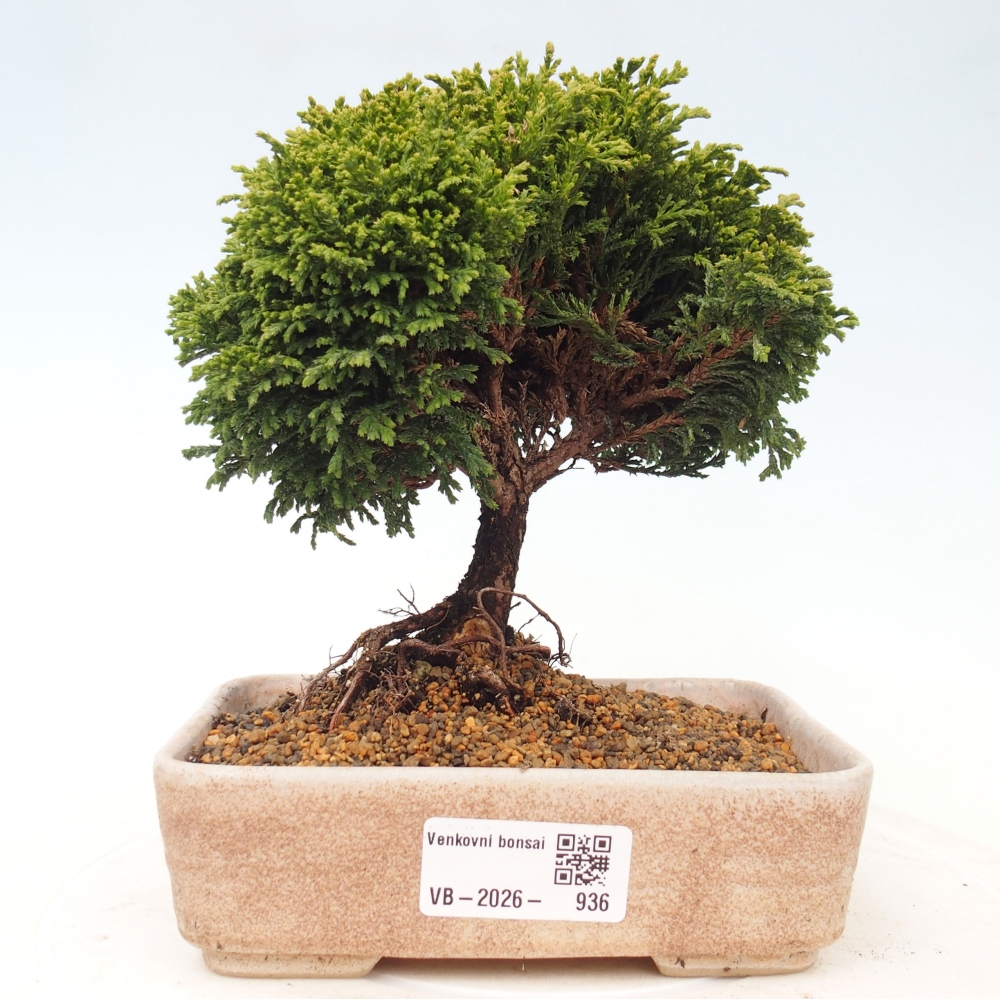 Venkovní bonsai - Cham.pis Parslori - Cypřišek