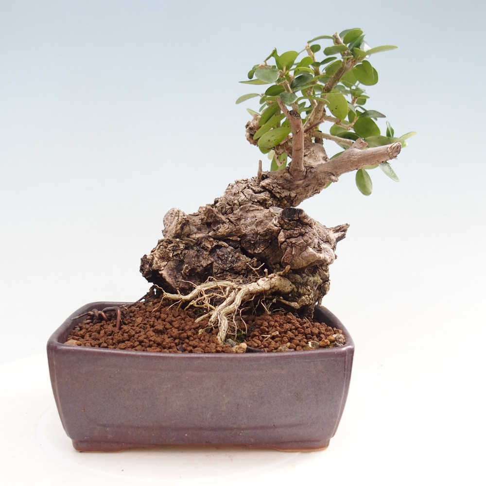 Pokojová bonsai - Olea europaea sylvestris -Oliva evropská drobnolistá