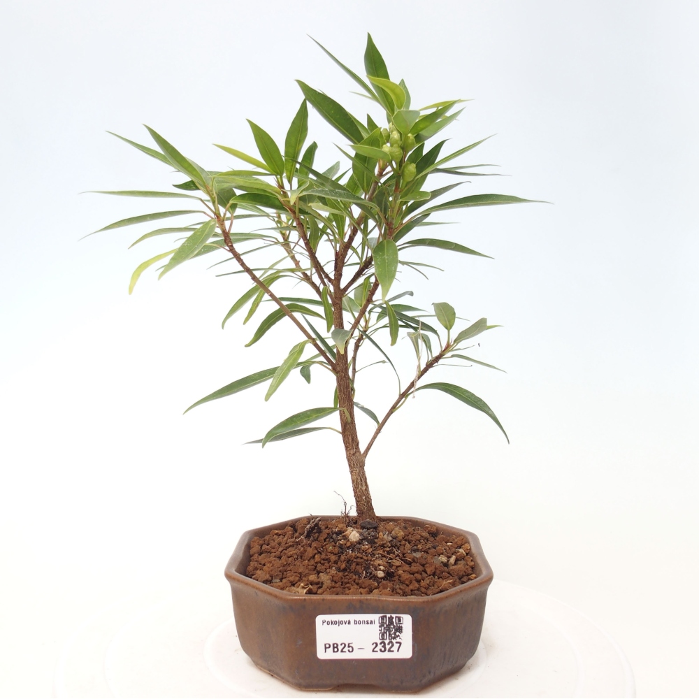 Pokojová bonsai - Ficus nerifolia -  malolistý fíkus