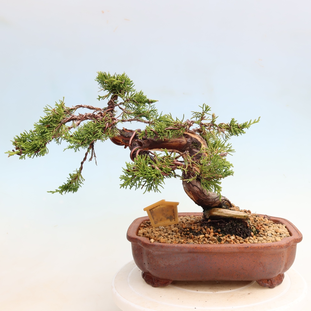 Venkovní bonsai - Juniperus chinensis Itoigawa-Jalovec čínský