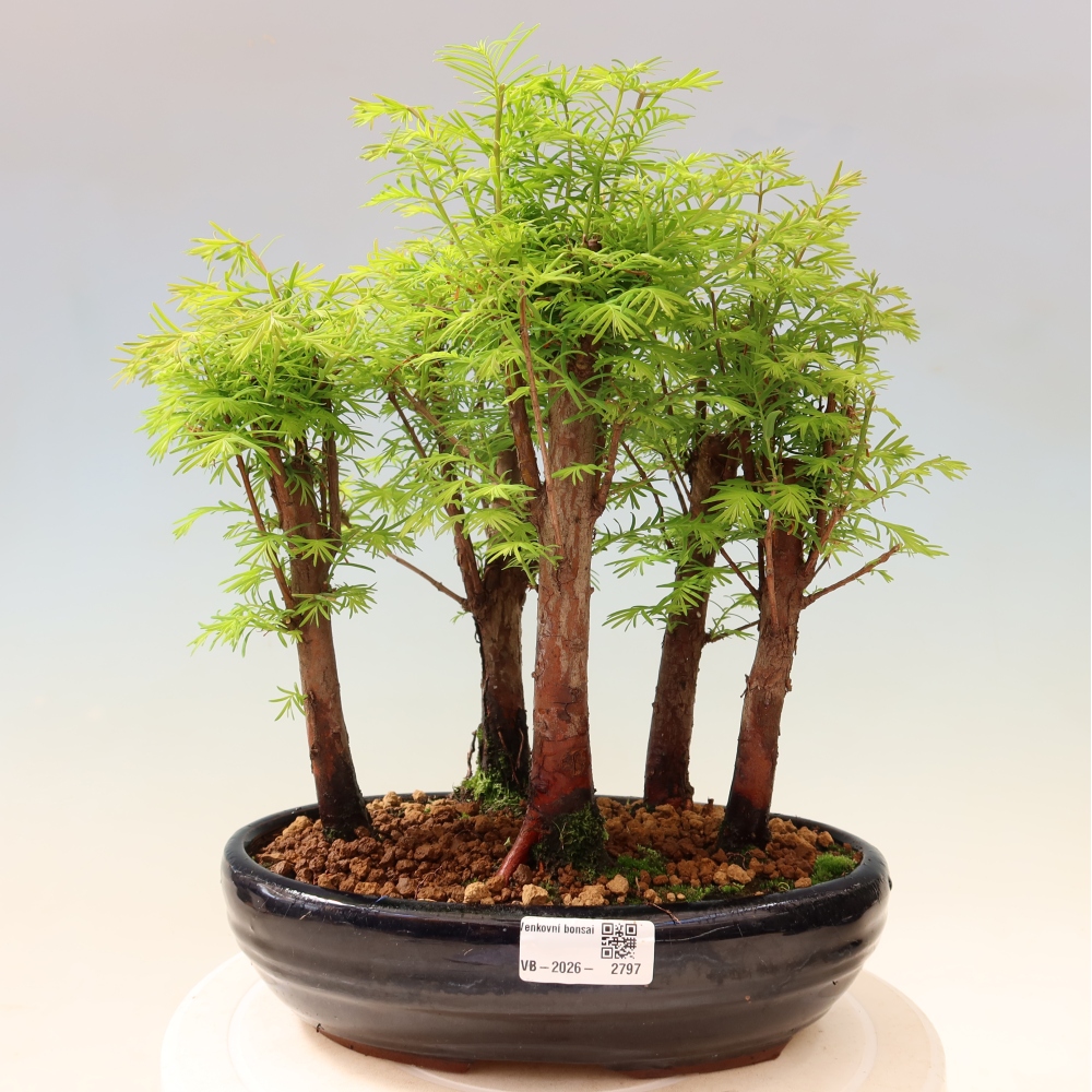 Venkovní bonsai - Metasequoia glyptostroboides - Metasekvoje čínská - lesík