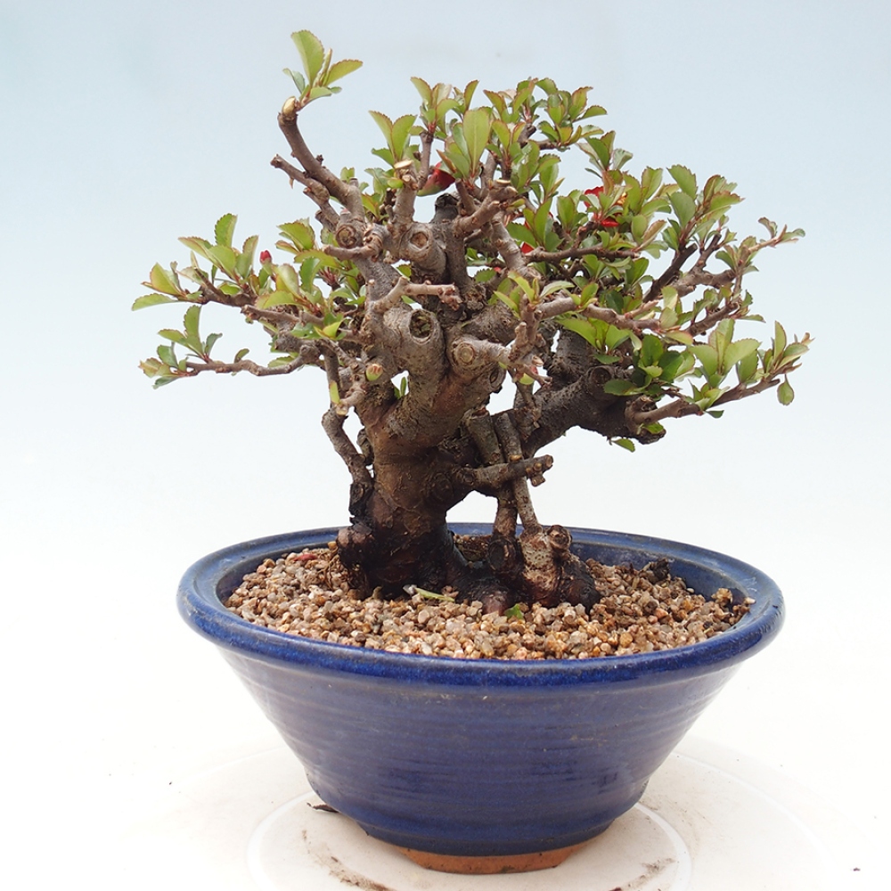 Venkovní  bonsai -  Chaneomeles speciosa - Kdoulovec ozdobný