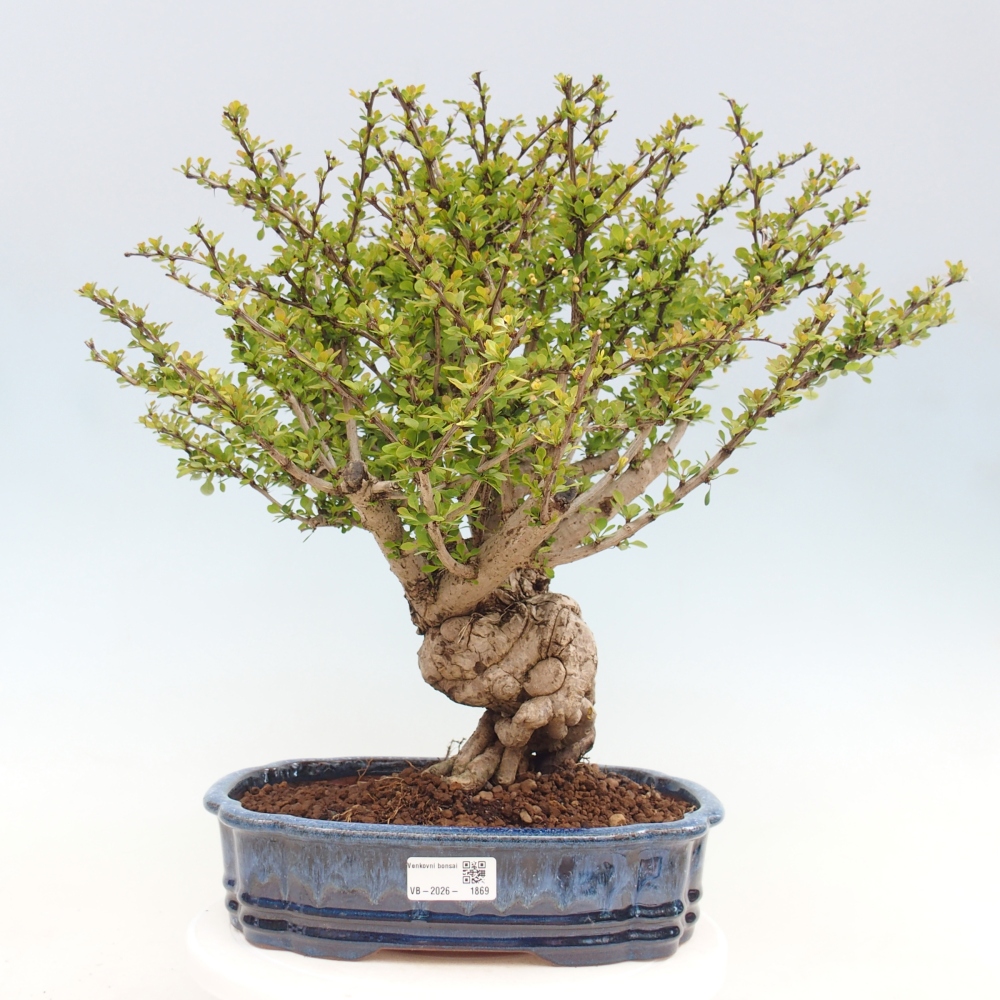 Venkovní bonsai - Berberis coreana - Dřištál korejský
