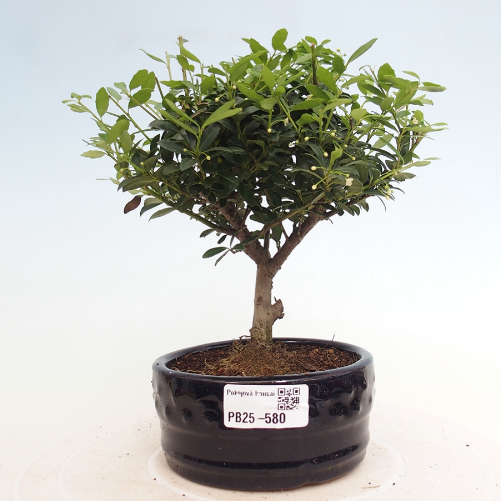 Pokojová bonsai - Ilex crenata - Cesmína