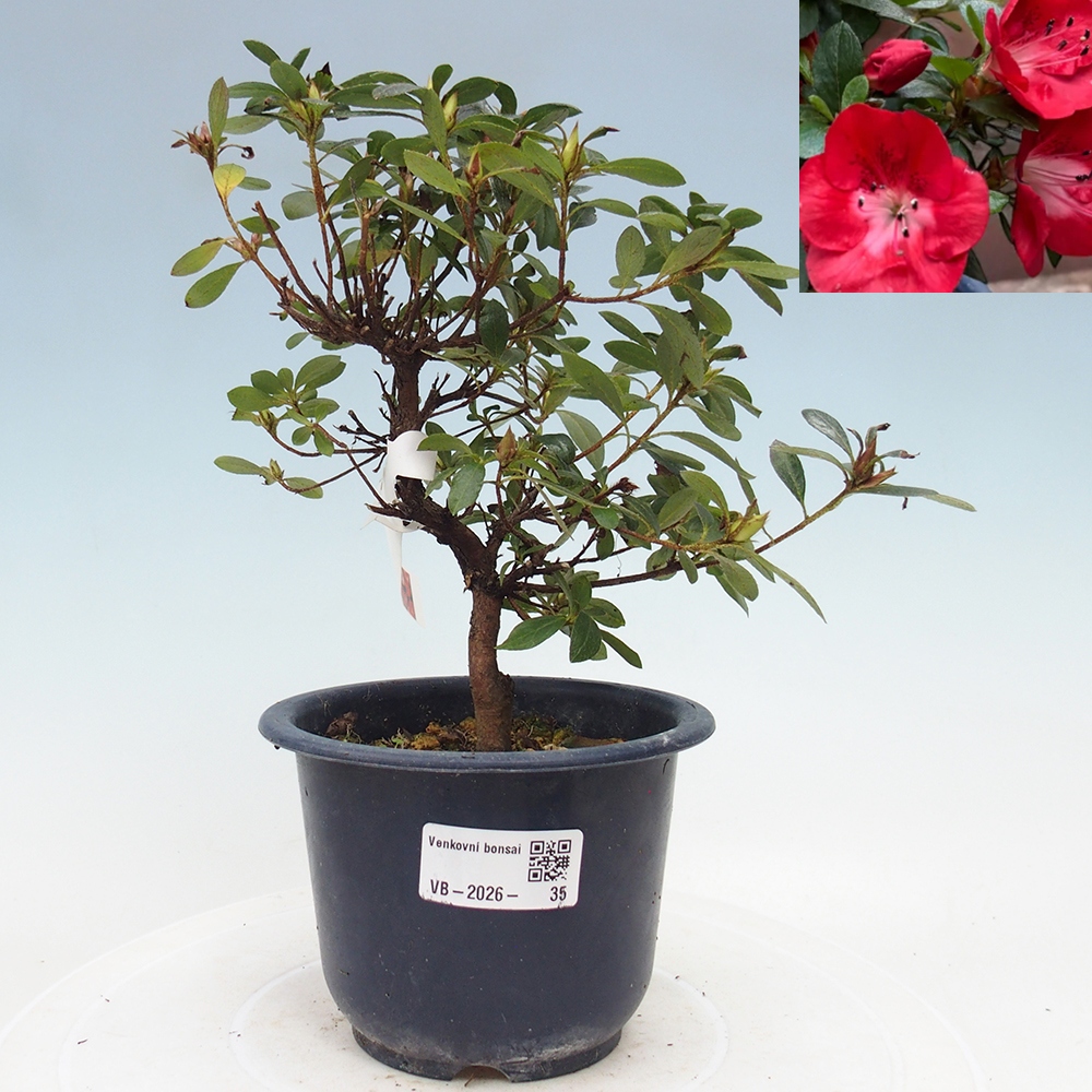 Venkovní bonsai - Japonská azalka - Azalea Benibeni
