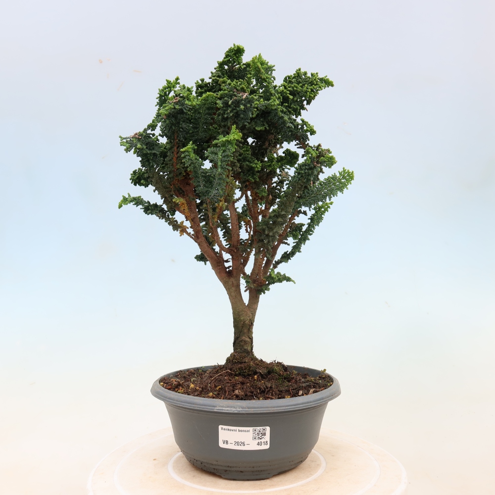 Venkovní bonsai - Cham. obtusa SEKKA HINOKI - Cypřišek