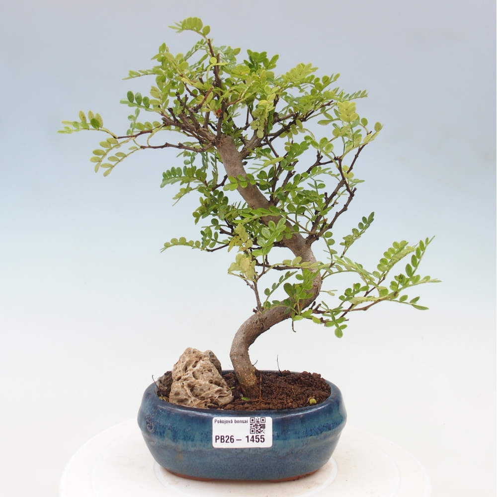 Pokojová bonsai - Zantoxylum piperitum - Pepřovník