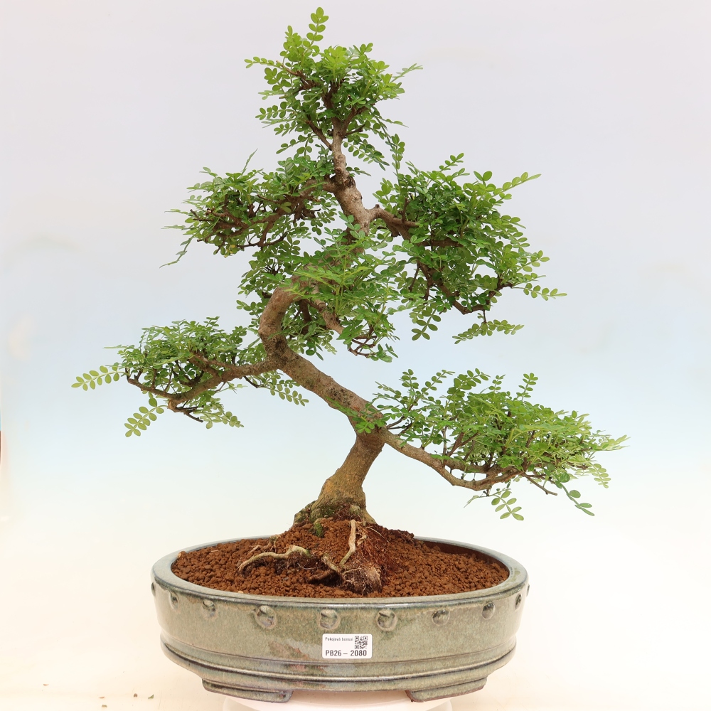 Pokojová bonsai - Zantoxylum piperitum - pepřovník