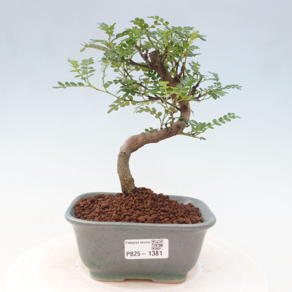 Pokojová bonsai - Zantoxylum piperitum - pepřovník