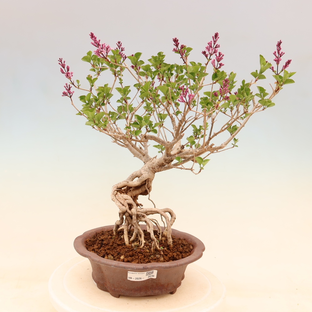 Venkovní  bonsai -  Syringa microphylla - malokvětý šeřík