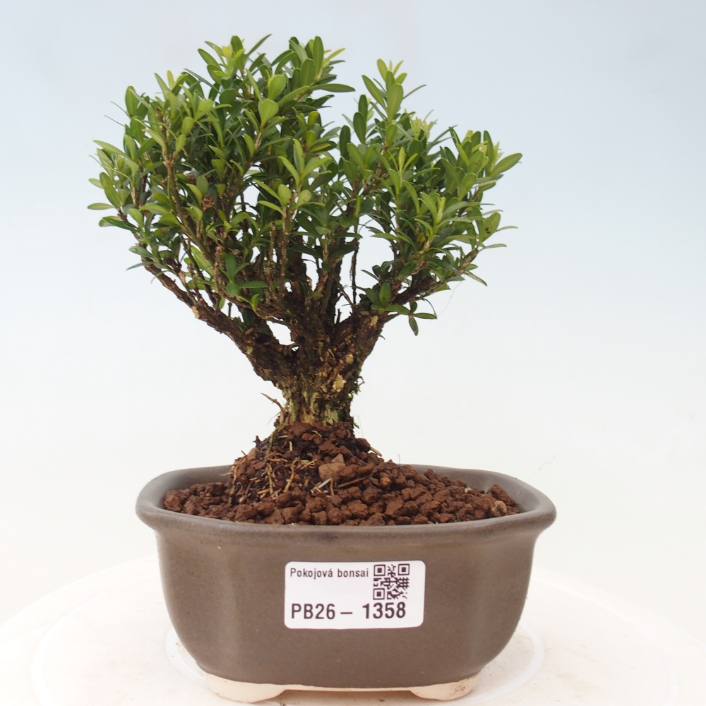 Pokojová bonsai - Buxus harlandii -korkový buxus