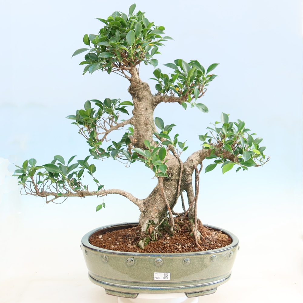 Pokojová bonsai - Ficus kimmen -  malolistý fíkus