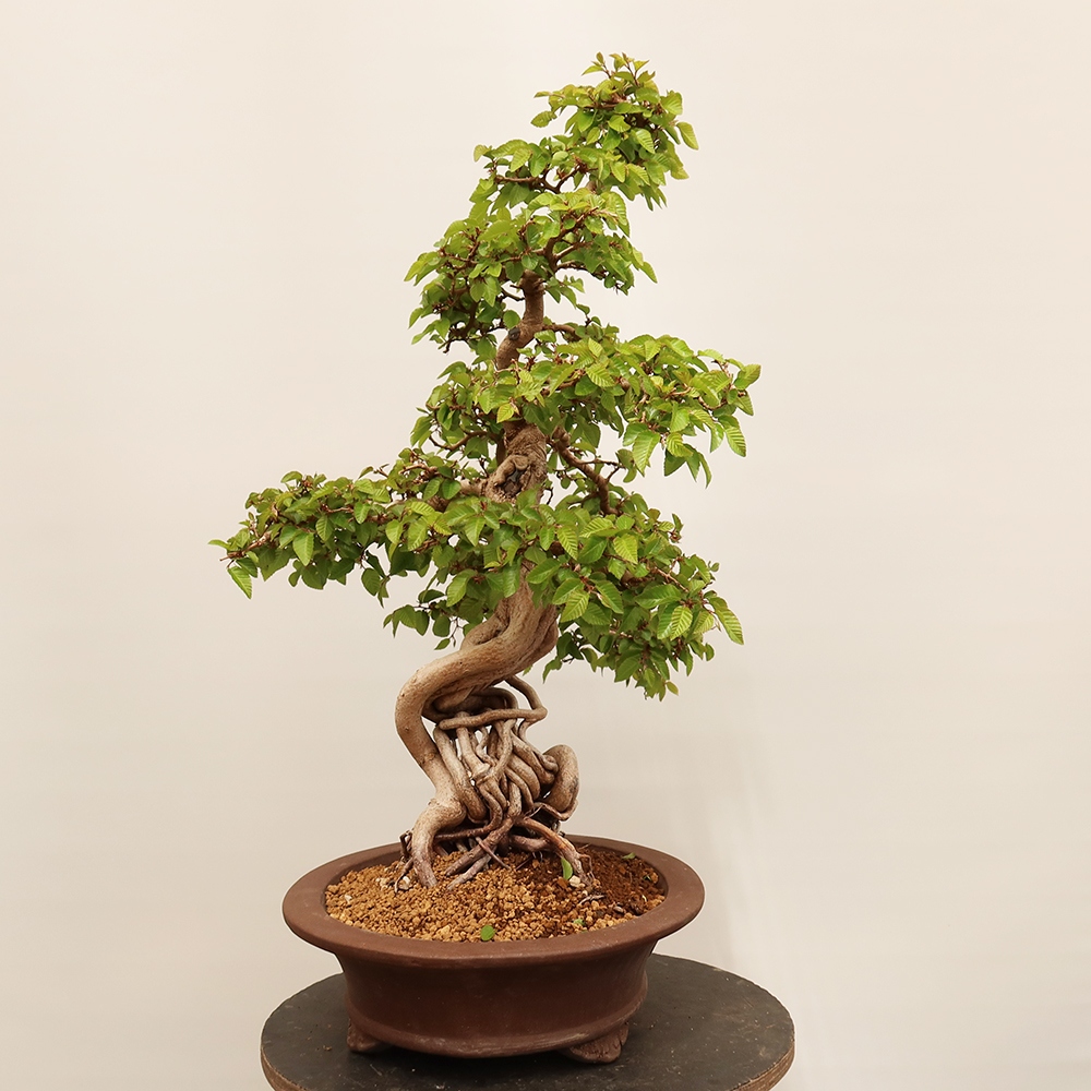 Venkovní bonsai -Carpinus Coreana - Habr korejský
