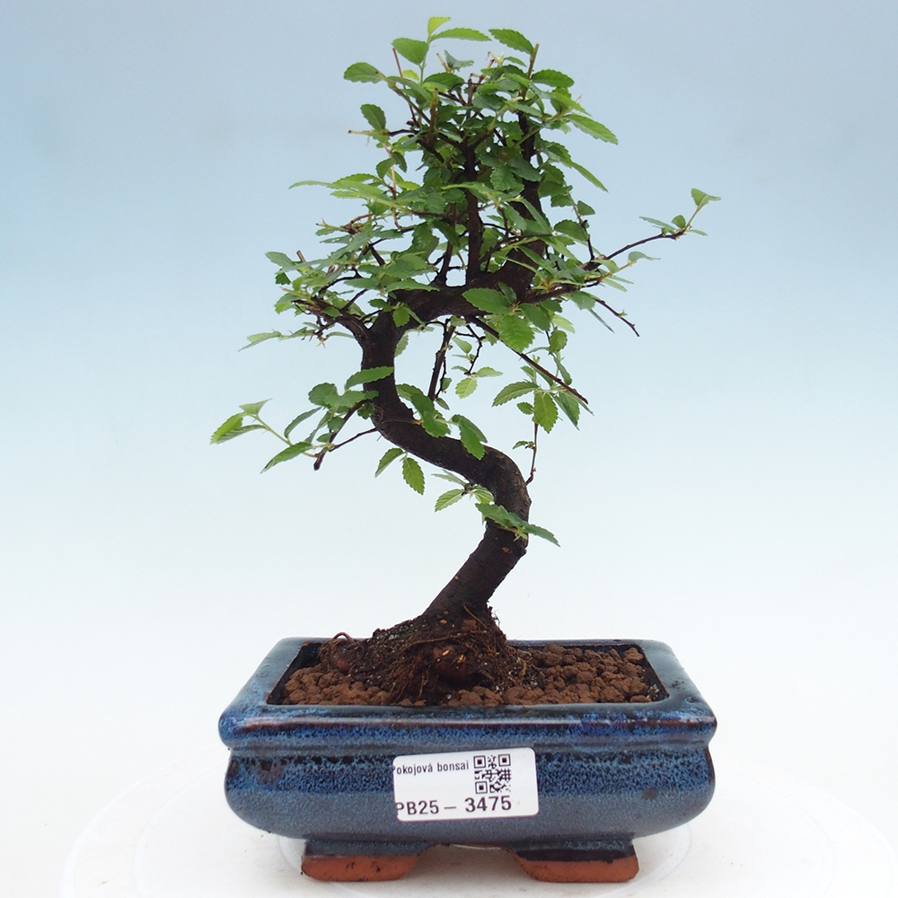 Pokojová bonsai - Ulmus parvifolia - Malolistý jilm