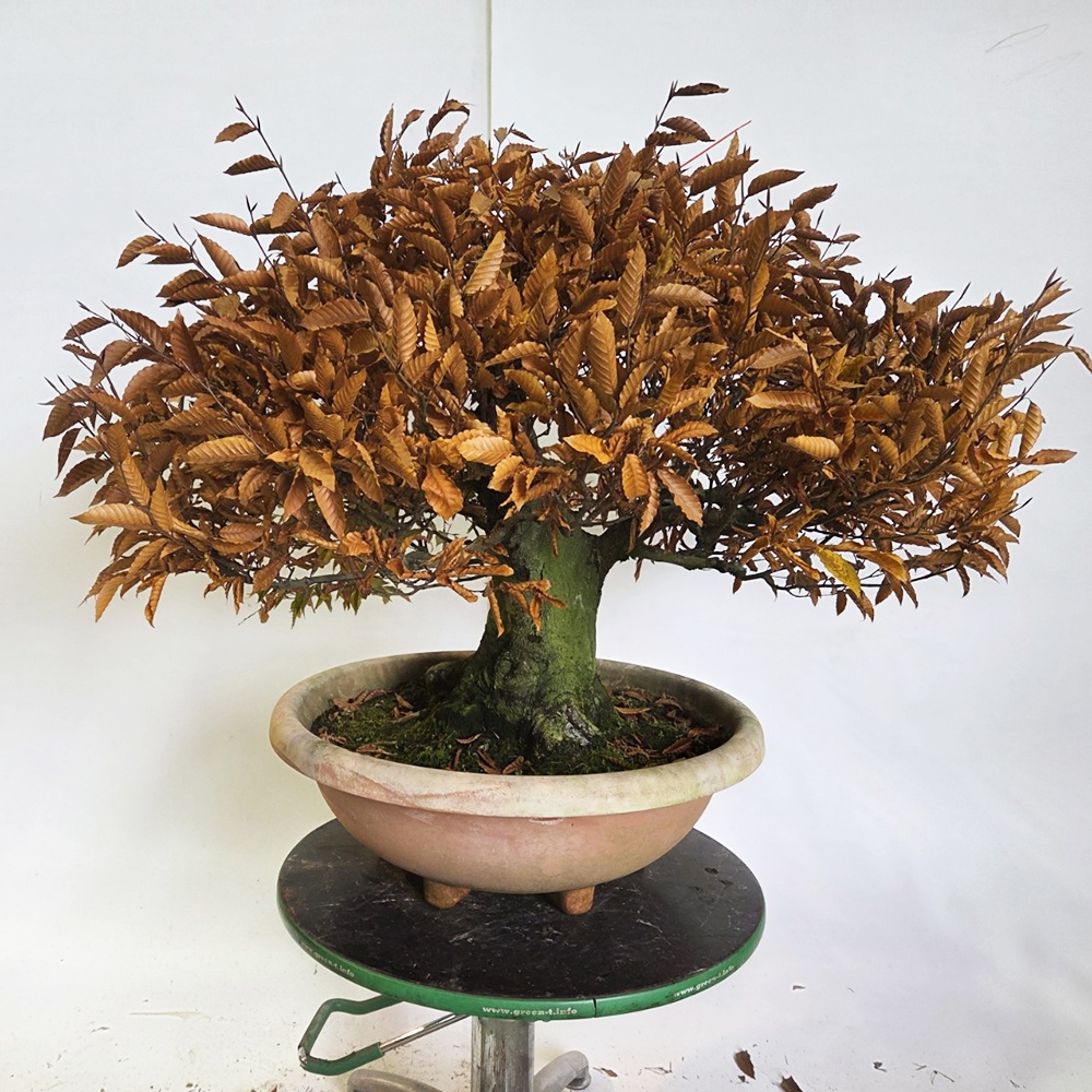 Venkovní bonsai - Fagus crenata