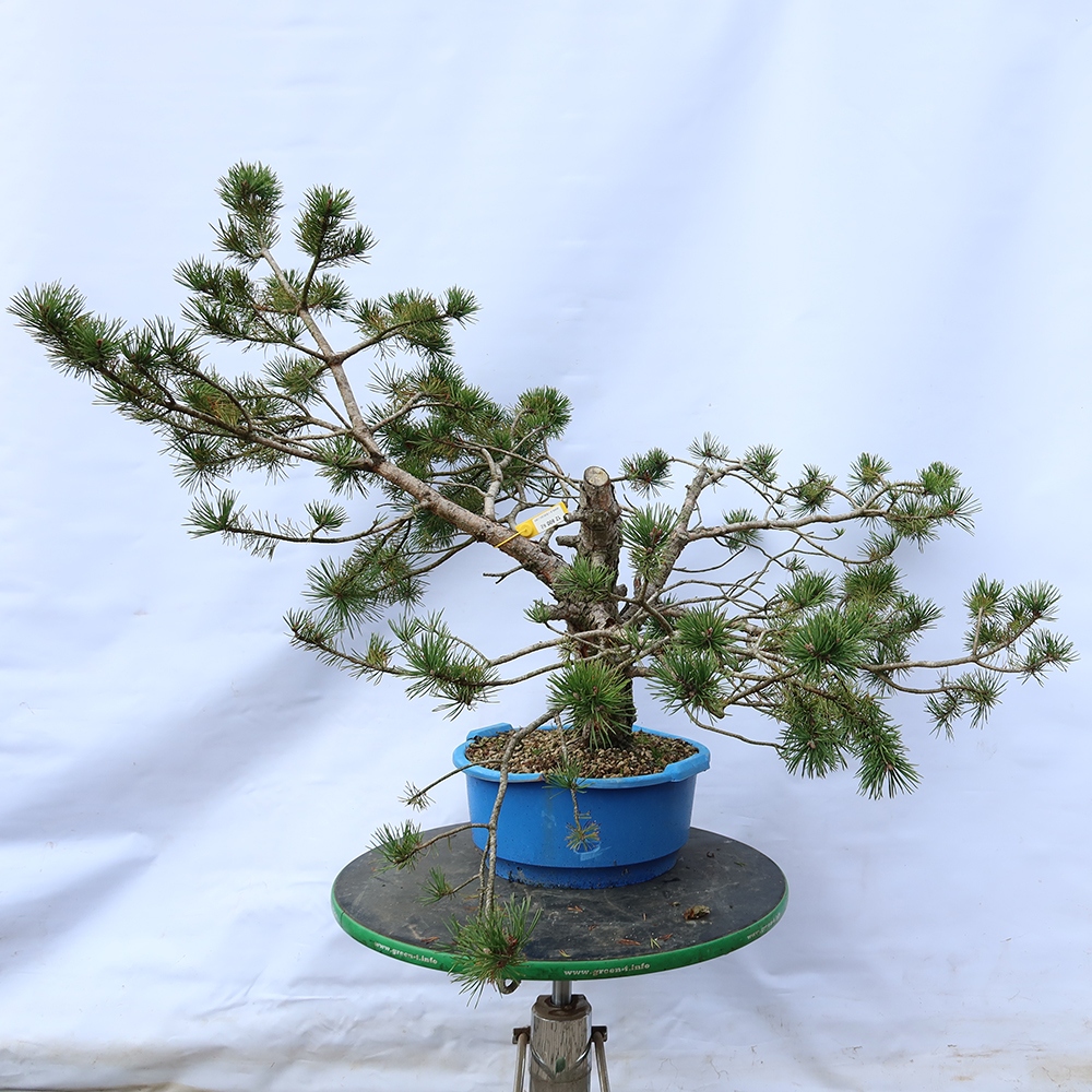 Pinus sylvestris Španělsko - borovice lesní