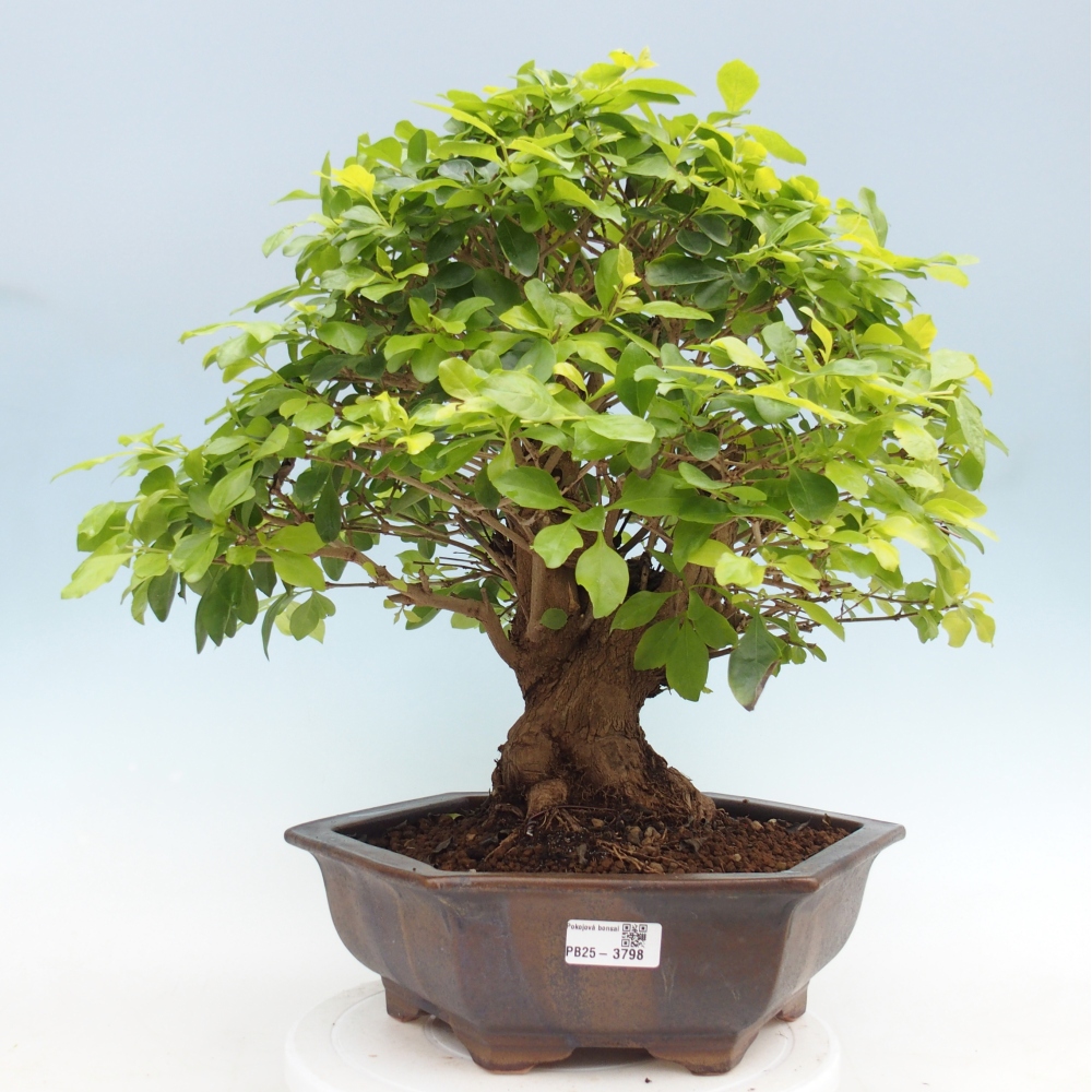 Pokojová bonsai - Duranta erecta Aurea - POUZE OSOBNÍ ODBĚR nebo paletová přeprava