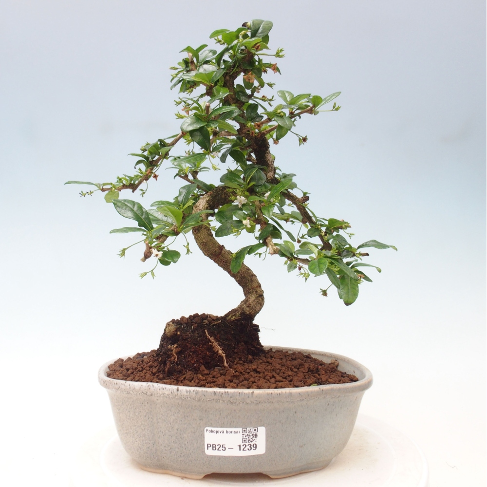 Pokojová bonsai - Carmona macrophylla - Čaj fuki