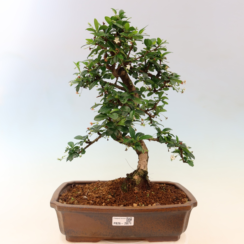 Pokojová bonsai - Carmona macrophylla - Čaj fuki