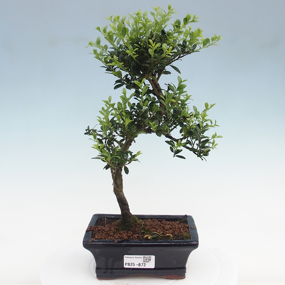 Pokojová bonsai - Ilex crenata - Cesmína