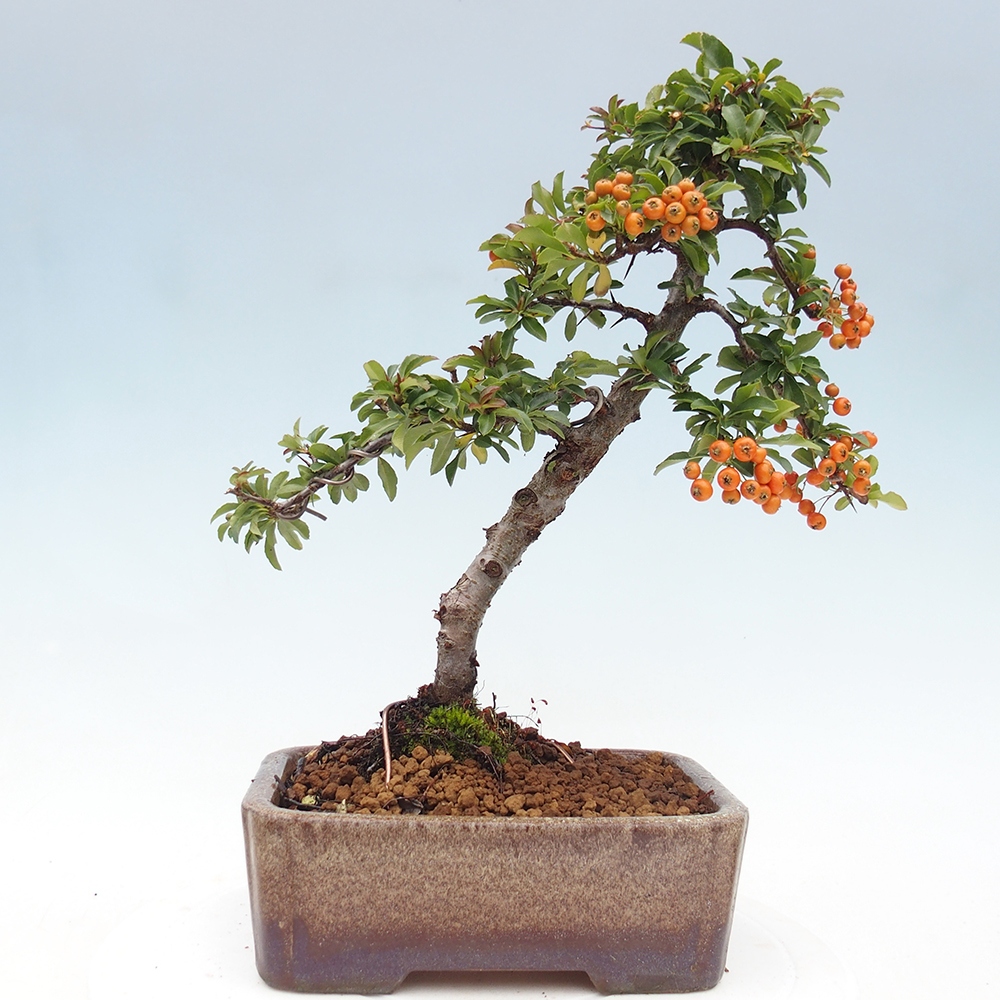 Venkovní bonsai-Pyracanta Teton -Hlohyně
