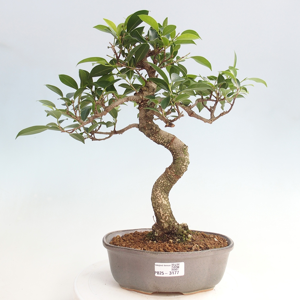 Pokojová bonsai - Ficus retusa -  malolistý fíkus