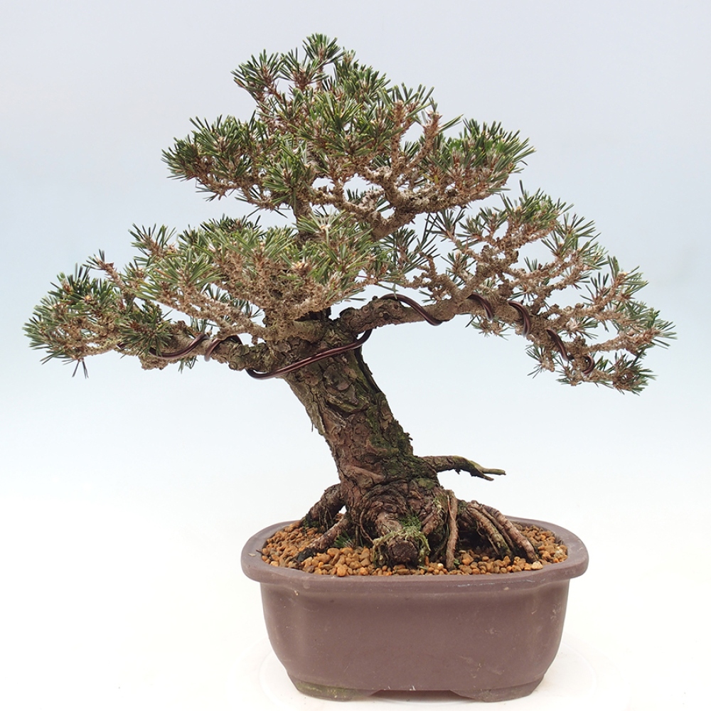 Venkovní bonsai - Pinus thunbergii Kotobuki - Borovice thunbergova