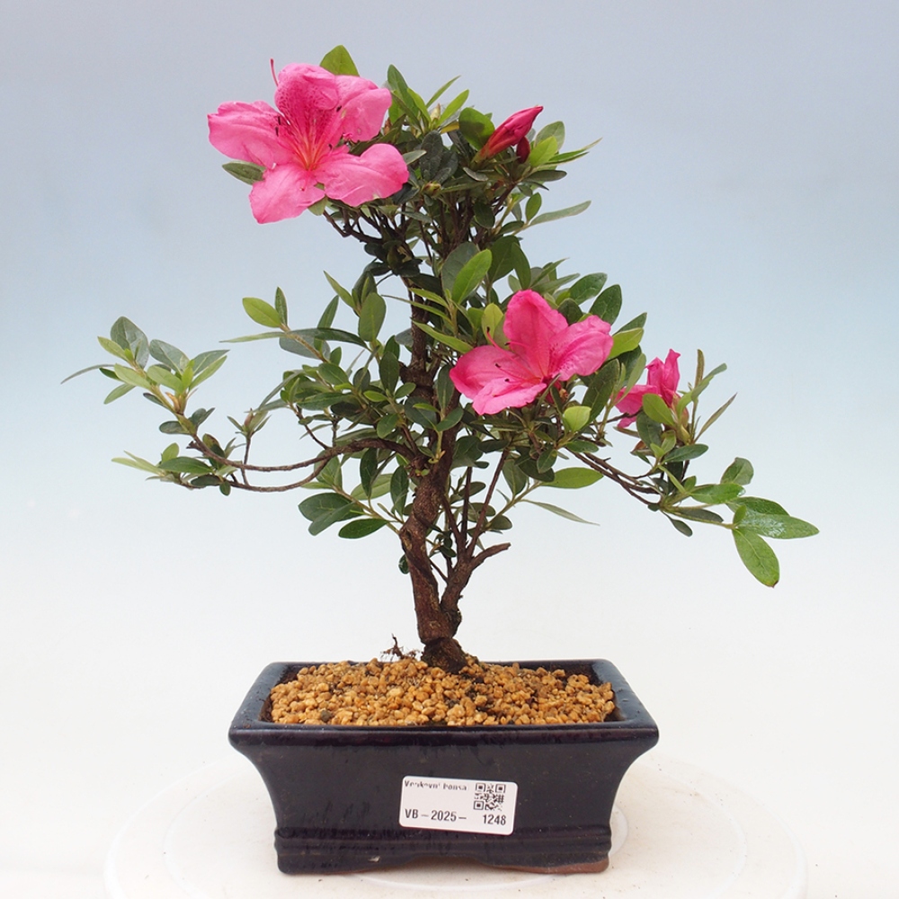 Venkovní bonsai - Japonská azalka - Azalea sp.