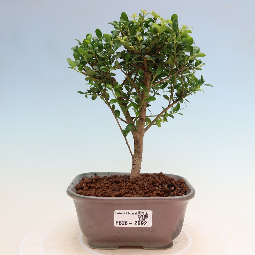 Pokojová bonsai - Ilex crenata - Cesmína
