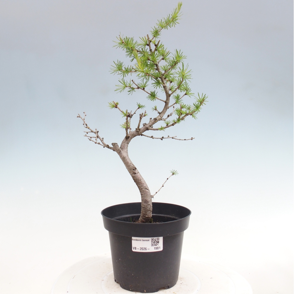 Venkovní bonsai -Larix decidua - Modřín opadavý 