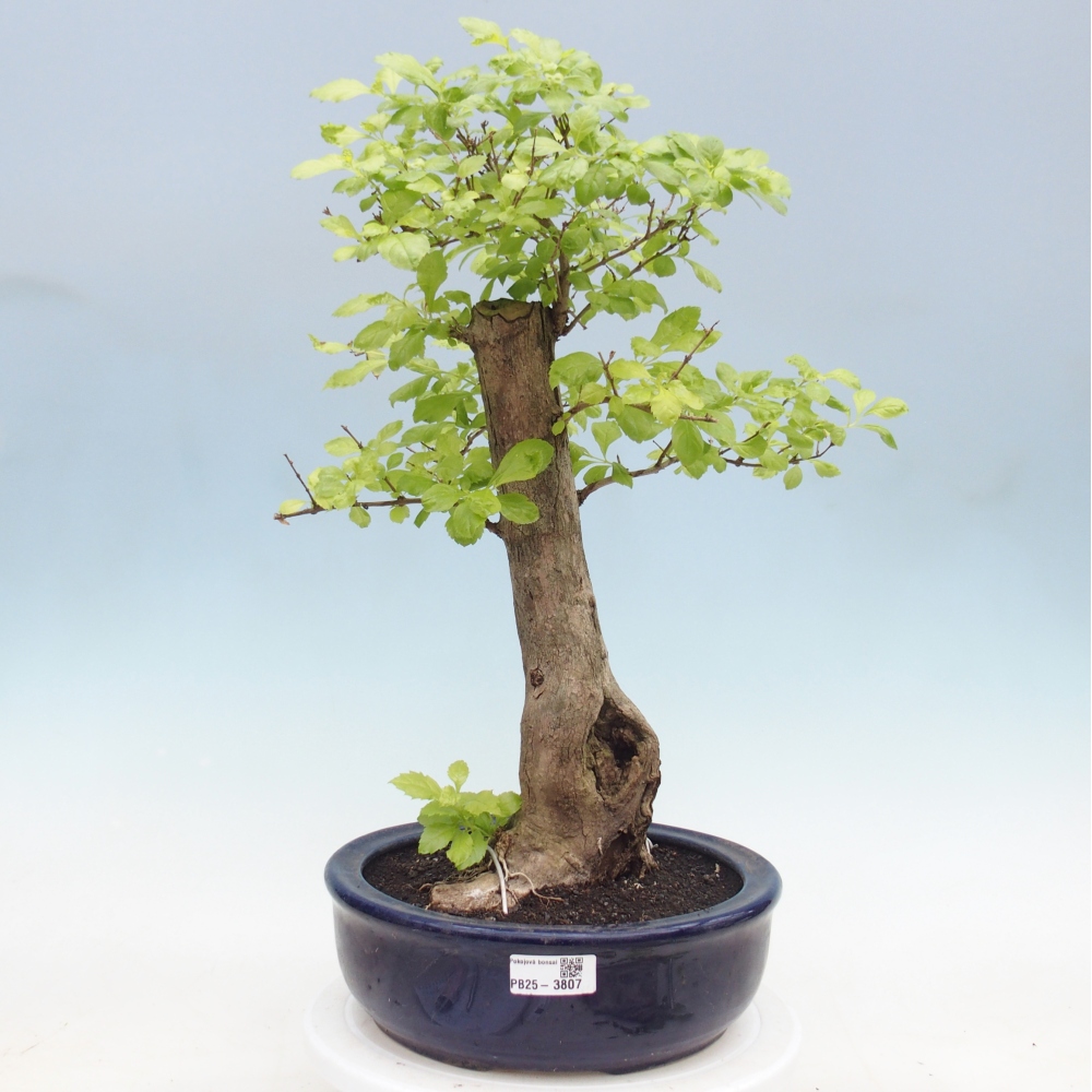 Pokojová bonsai - Duranta erecta Aurea