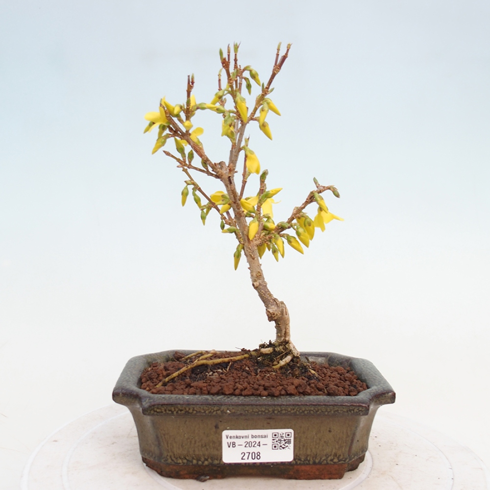 Venkovní bonsai - Zlatice - Forsythia intermedia 