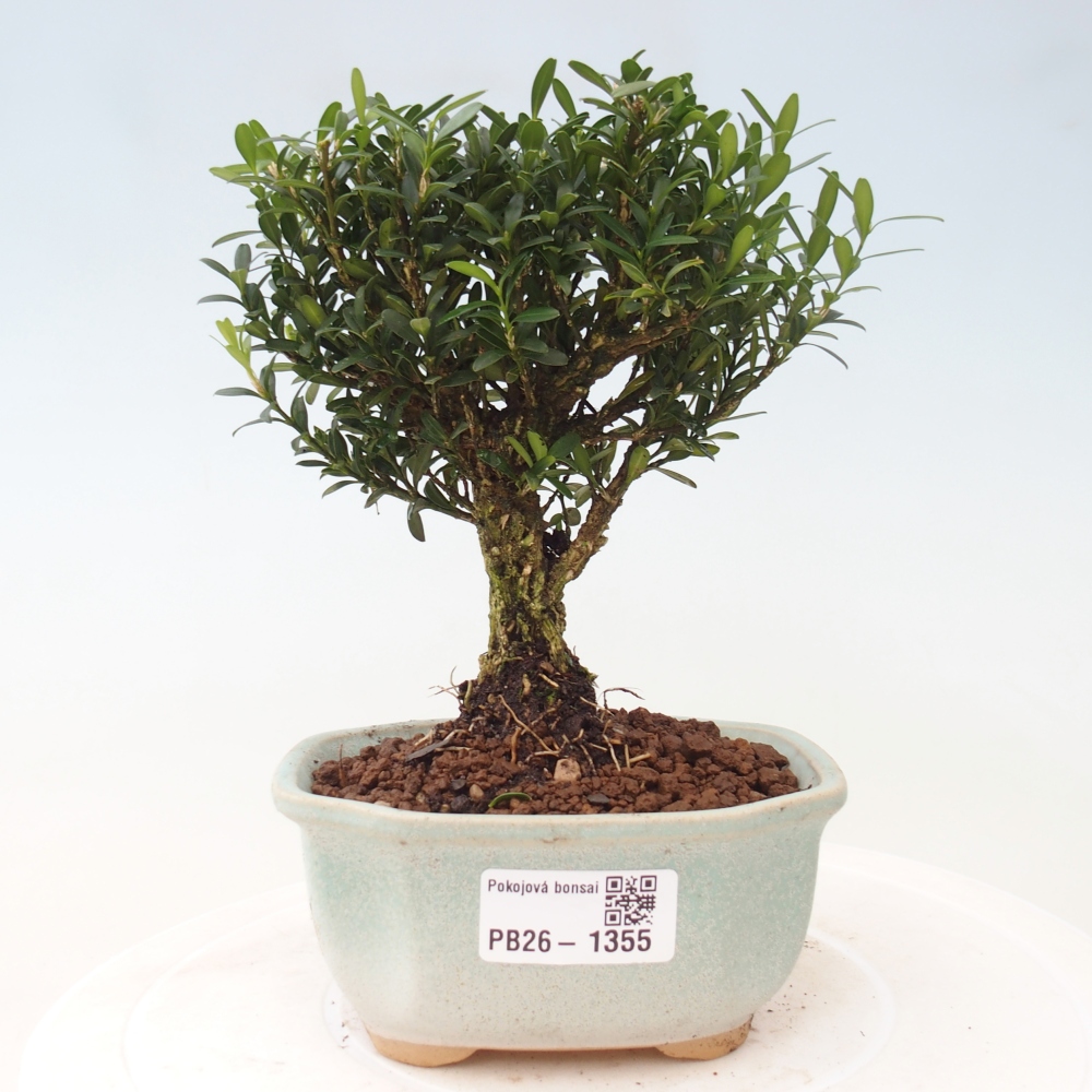 Pokojová bonsai - Buxus harlandii -korkový buxus