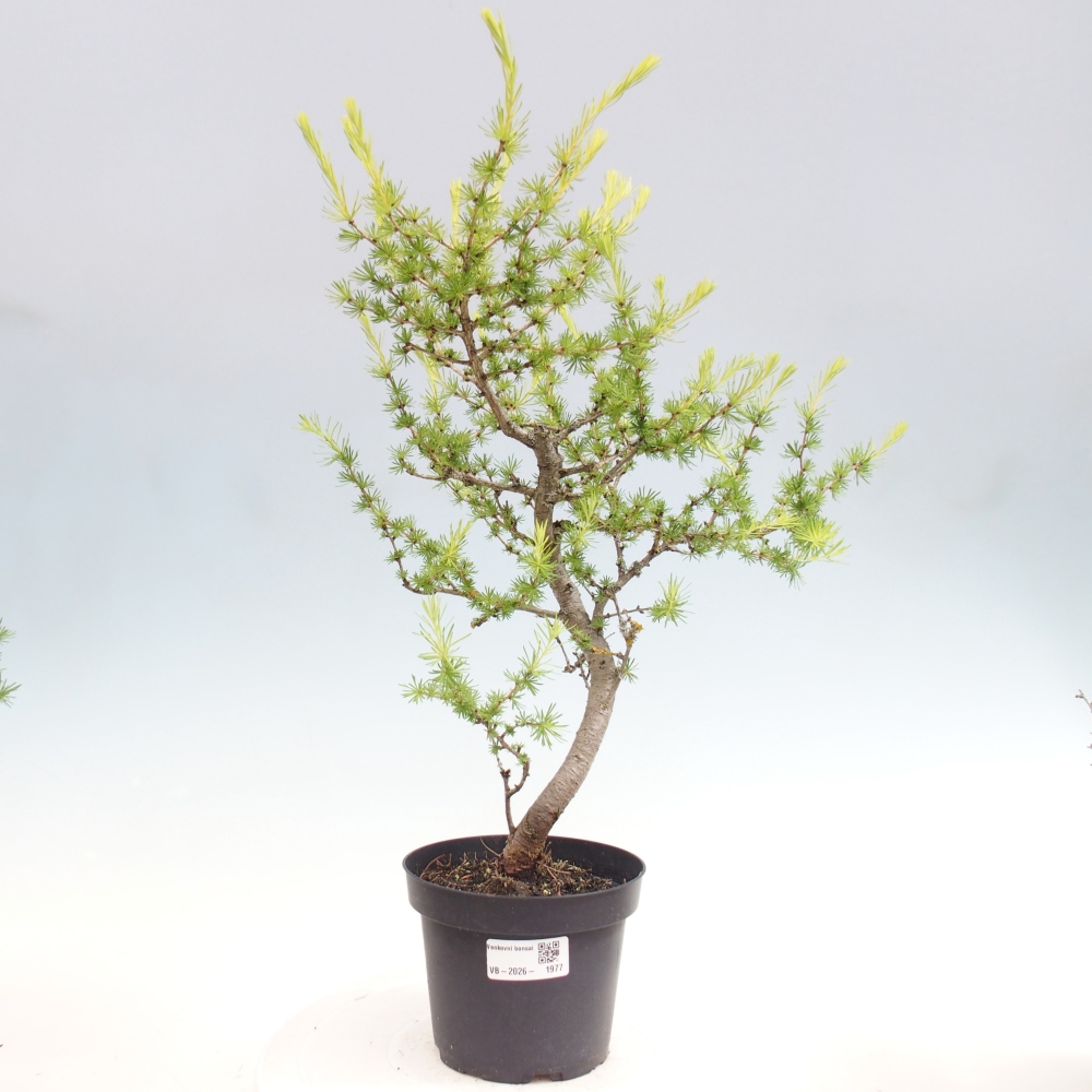 Venkovní bonsai -Larix decidua - Modřín opadavý 