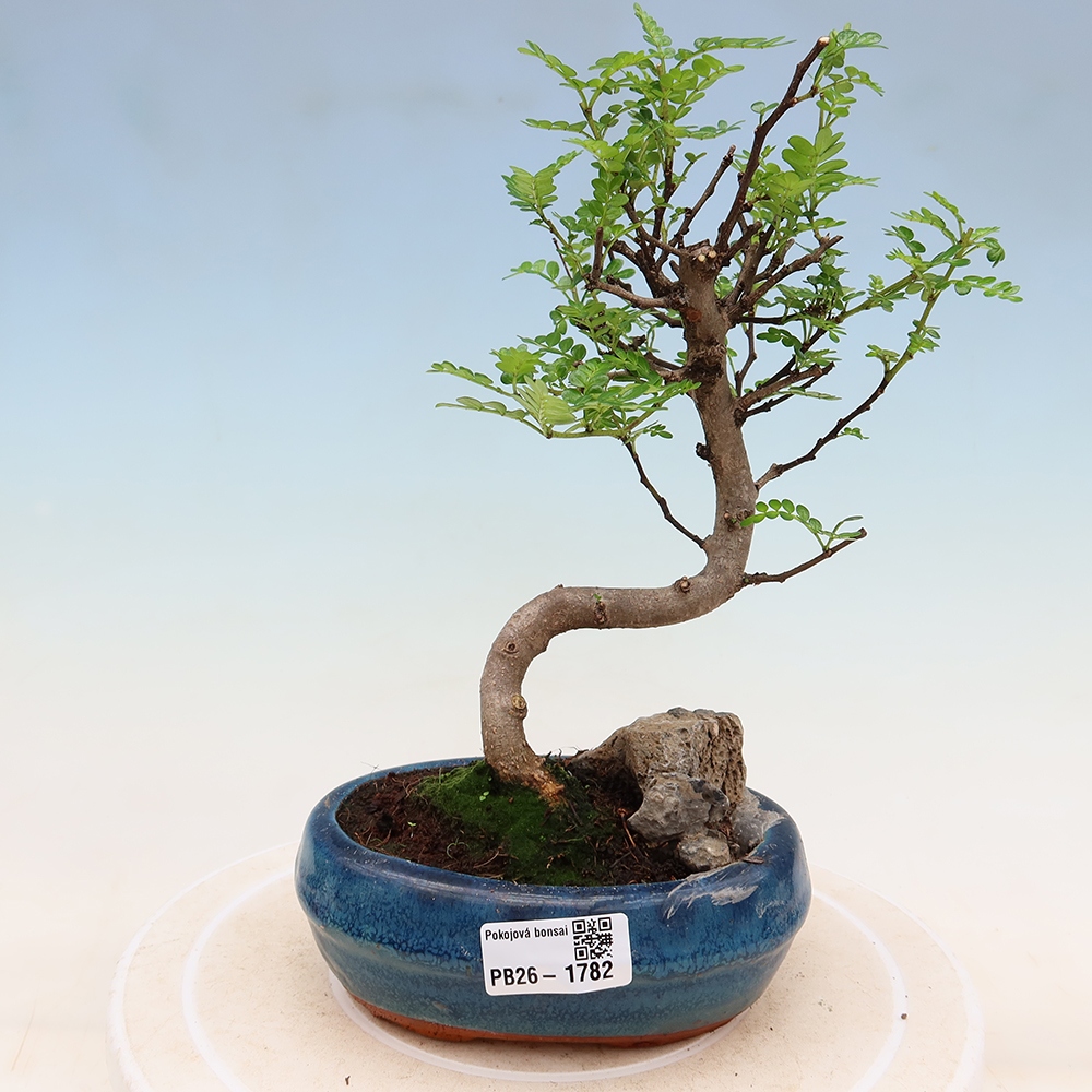 Pokojová bonsai - Zantoxylum piperitum - Pepřovník