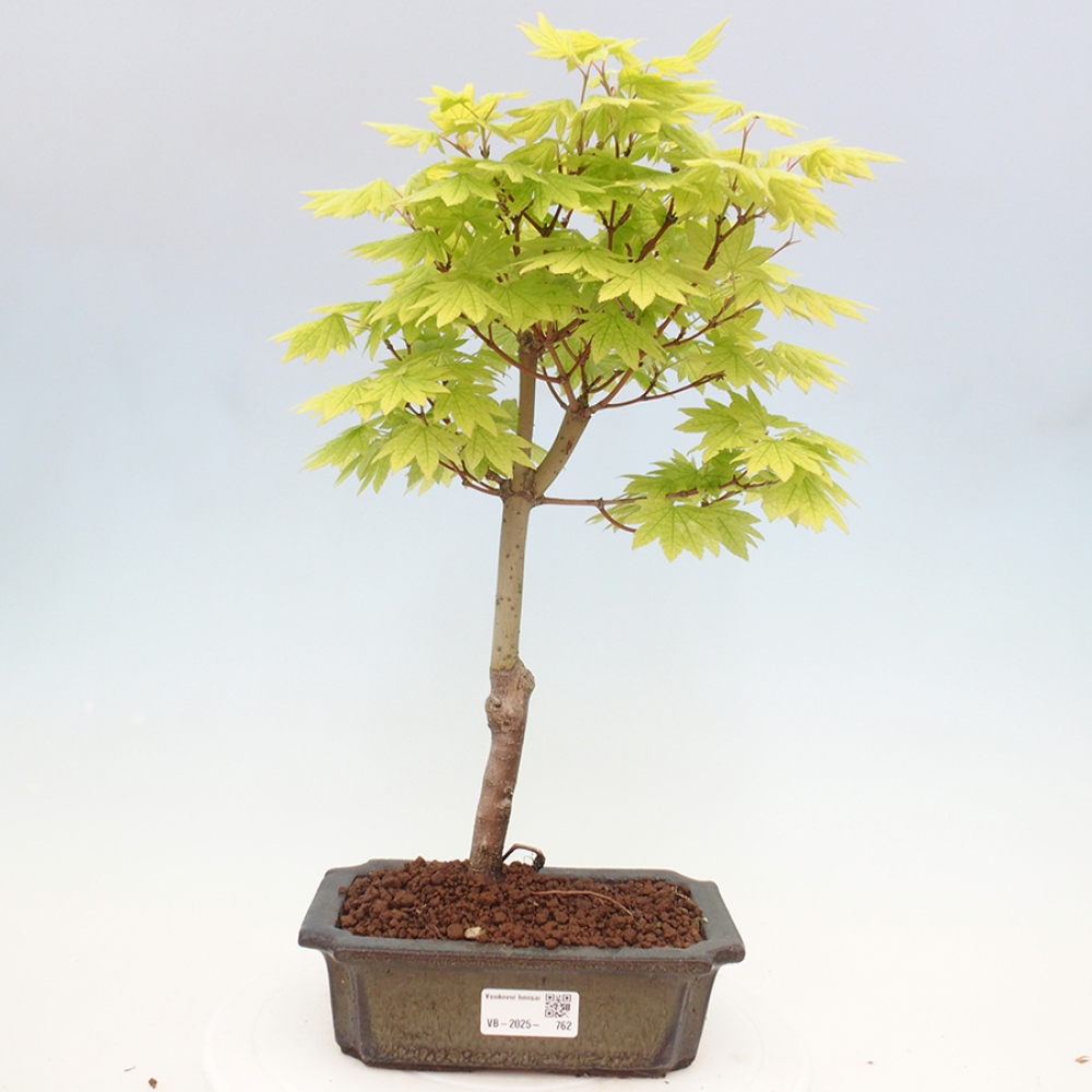 Venkovní bonsai - Javor palmatum katsura GISAN - Javor dlanitolistý