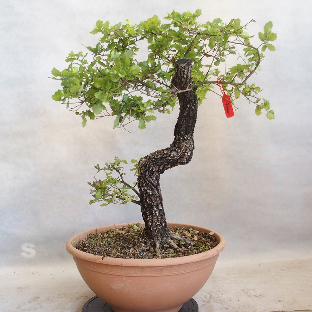 Venkovní bonsai Quercus Cerris - Dub Cer