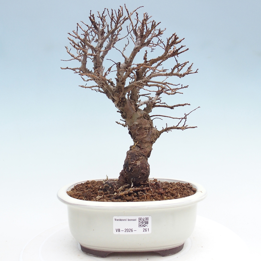 Venkovní bonsai - Zelkova - Zelkova NIRE