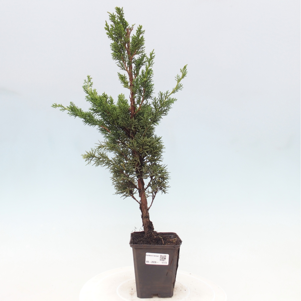 Venkovní bonsai - Juniperus chinensis Kishu -Jalovec čínský