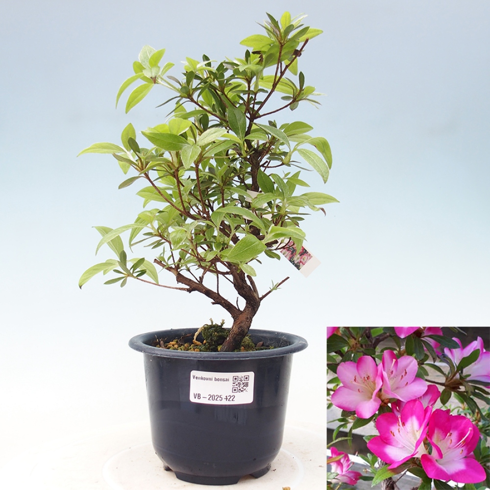 Venkovní bonsai - Japonská azalka - Azalea Reiko