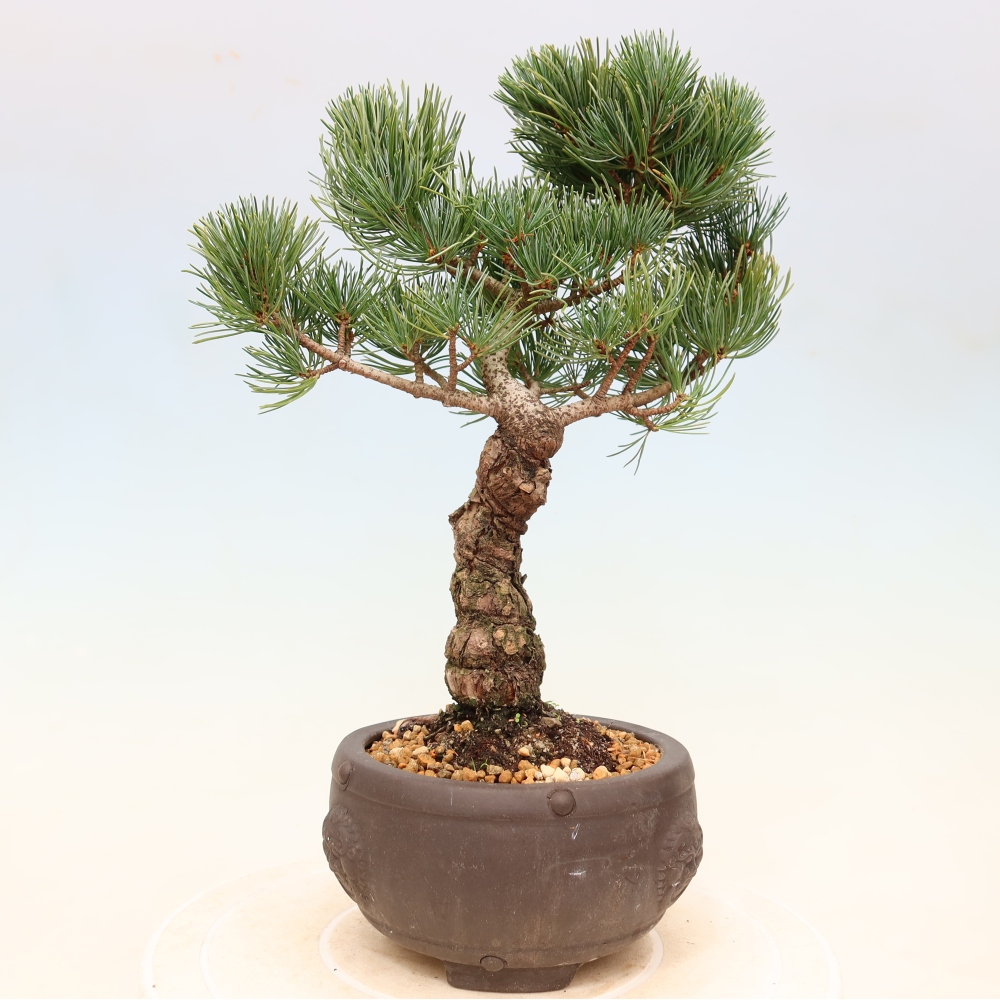 Venkovní bonsai - Pinus parviflora - Borovice drobnokvětá