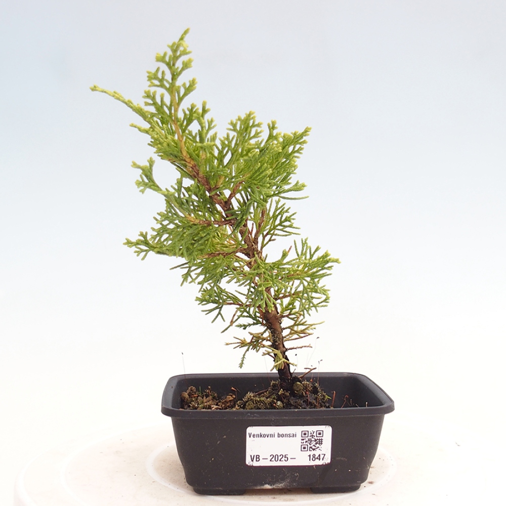 Venkovní bonsai - Juniperus chinensis Itoigawa -Jalovec čínský