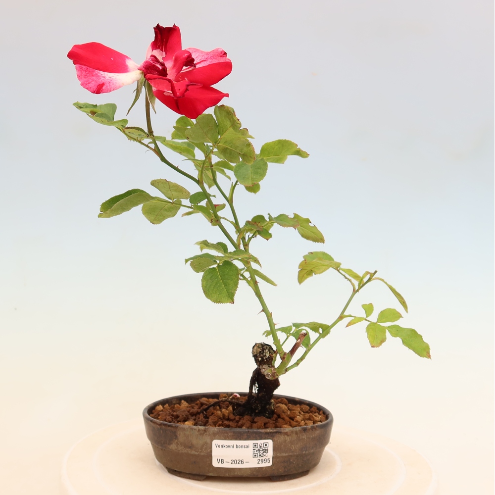 Venkovní bonsai - Rosa Kordes -  růže