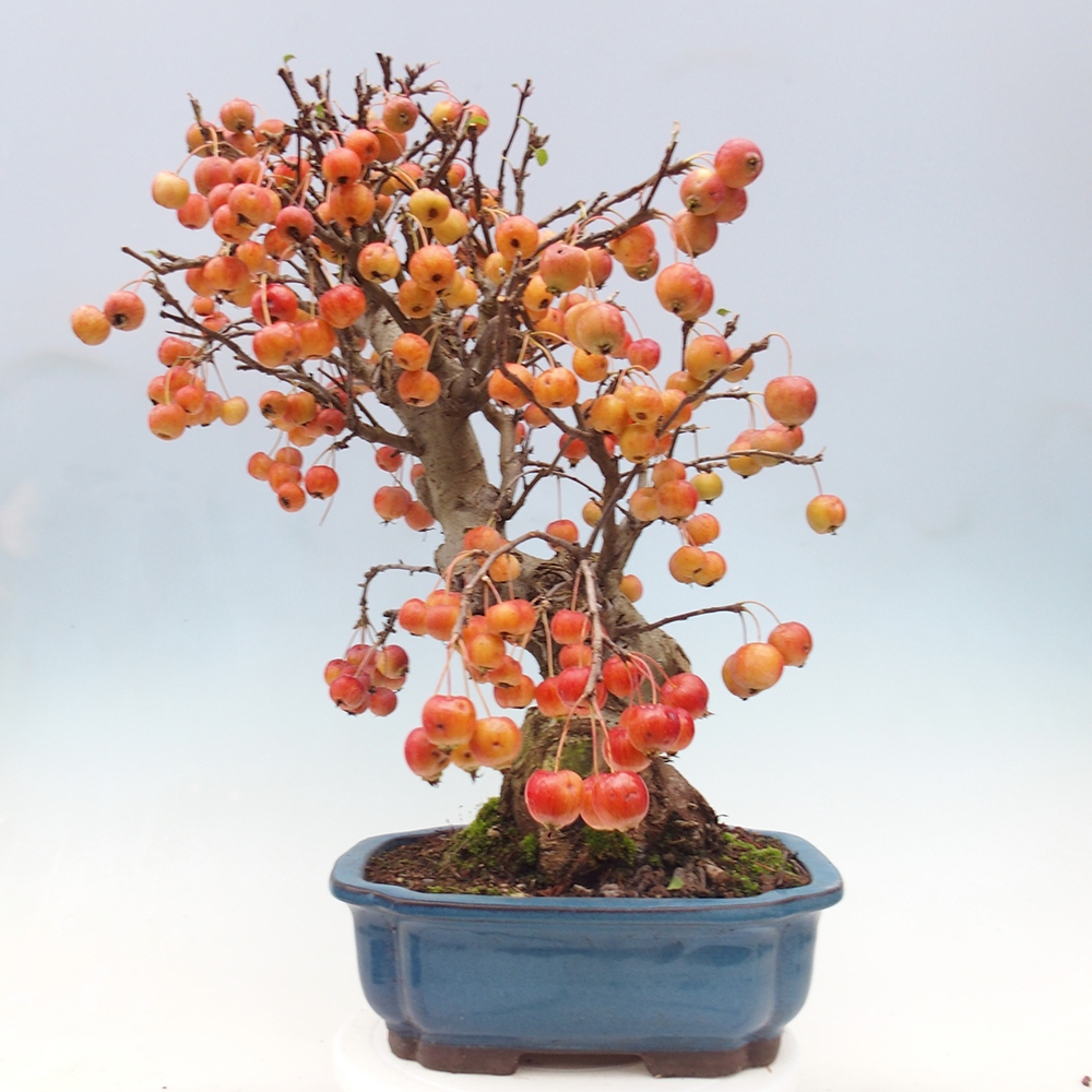 Venkovní bonsai -Malus halliana - Maloplodá jabloň