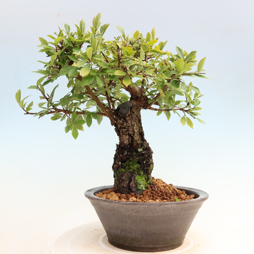 Venkovní bonsai - Zelkova - Zelkova NIRE