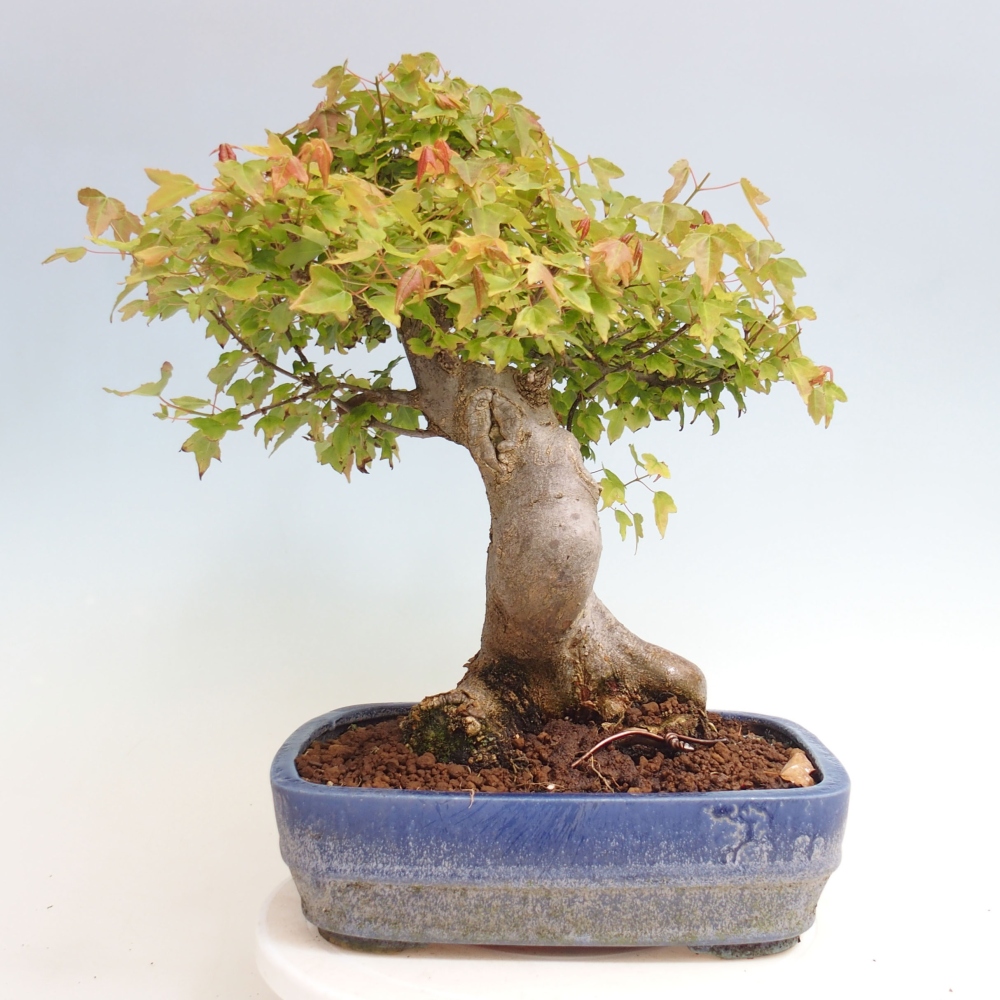 Venkovní bonsai - Acer Buergerianum - Javor Burgerův